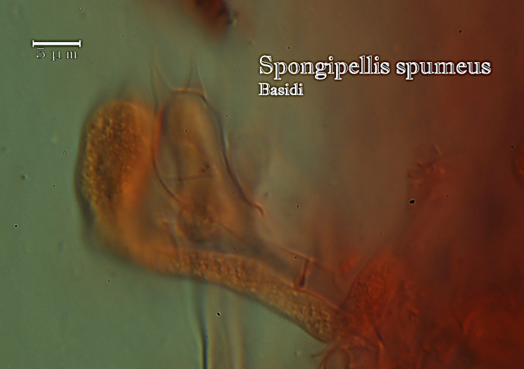 Spongipellis spumeus (Sowerby) Pat.